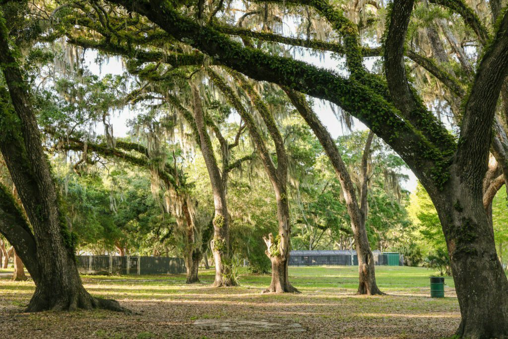 Trees with spanish moss in a grassy park.